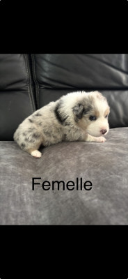 Chiot N°7