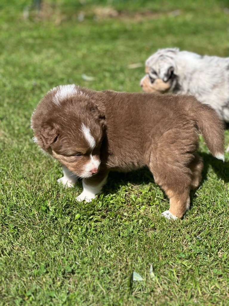 Du Domaine Des Robes Sacrées - Chiots disponibles - Berger Australien
