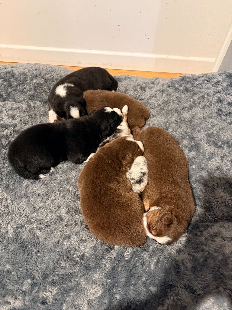 Chiot Berger Australien Du Domaine Des Robes Sacrées