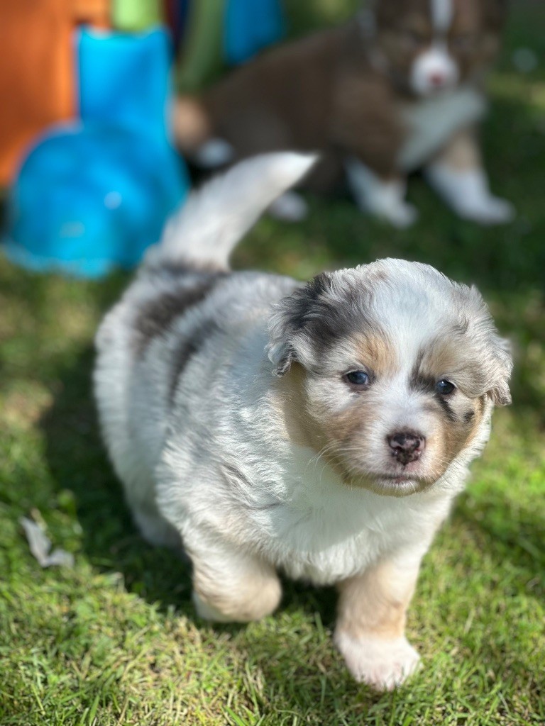 Du Domaine Des Robes Sacrées - Chiots disponibles - Berger Australien