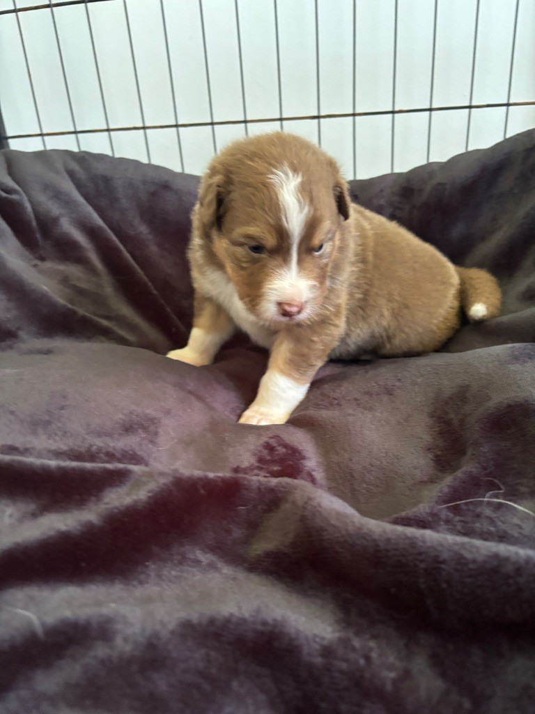 Du Domaine Des Robes Sacrées - Chiots disponibles - Berger Australien
