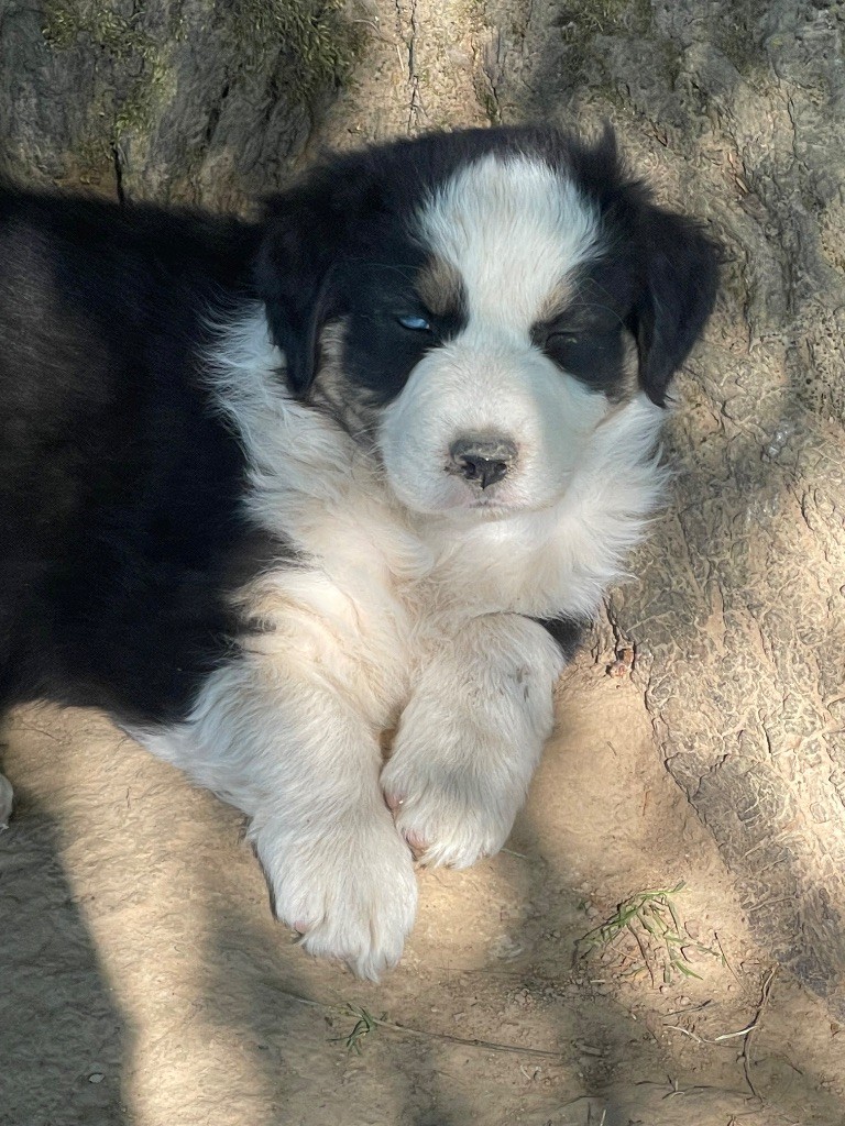 Du Domaine Des Robes Sacrées - Chiots disponibles - Berger Australien
